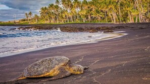 Eine Schildkröte an einem dunklen Strand, im Hintergrund Palmen.