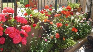 A garden with various potted plants and flowers, including red and pink blooms. - Apartments A&N Pakoštane - One Bedroom Apartment with Sea View and Balcony (A1) (Pakoštane)