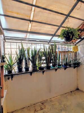 A greenhouse with various potted plants arranged on shelves against a wall.