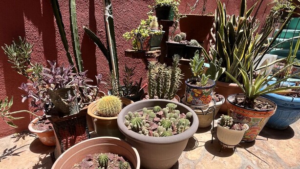 Variedad de plantas en macetas dispuestas en un patio de piedra.