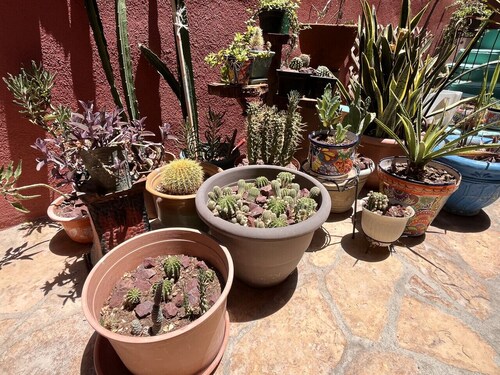 Dream Weaver 2 Vida Zen