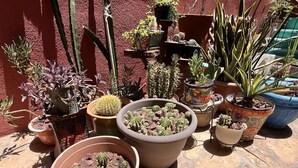 Une variété de plantes en pot disposées sur une terrasse en pierre.