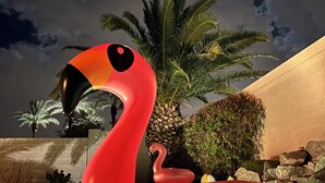 Een rode flamingo drijft in een zwembad met palmbomen en een stenen muur op de achtergrond.