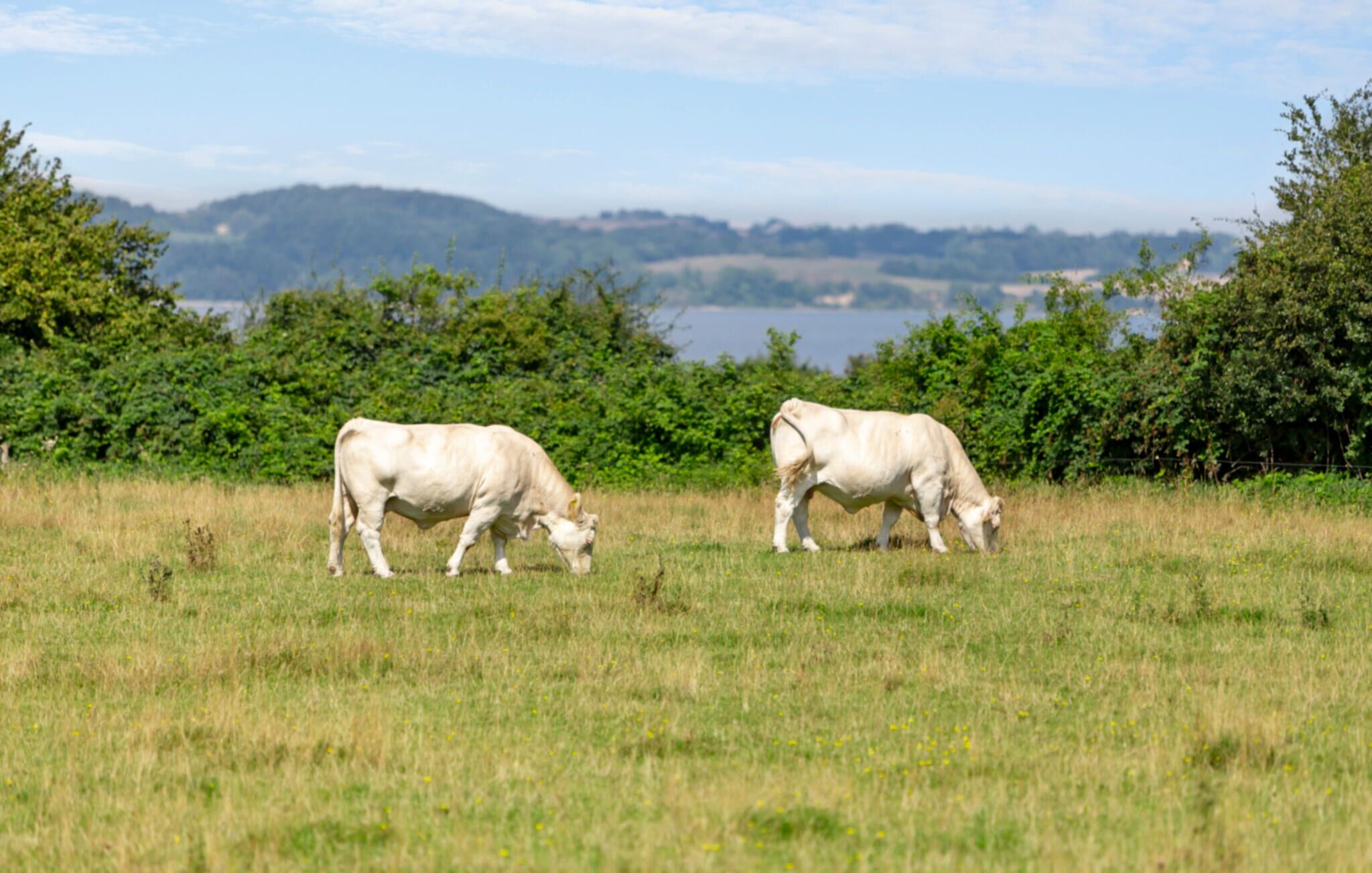 Two cows grazing in a grassy field with a backdrop of trees and hills.