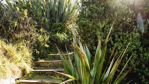 Un jardín con una variedad de plantas, incluyendo agave y otra vegetación, con una escalera de madera que sube.