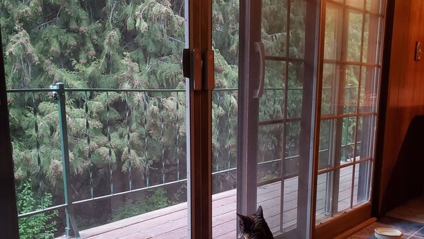 Two cats sitting by a sliding glass door with a view of a wooden deck and greenery outside. - Woodland Retreat in Spokane / Mead (Mead)