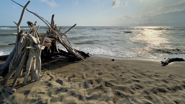 A sandy beach with driftwood and the ocean.