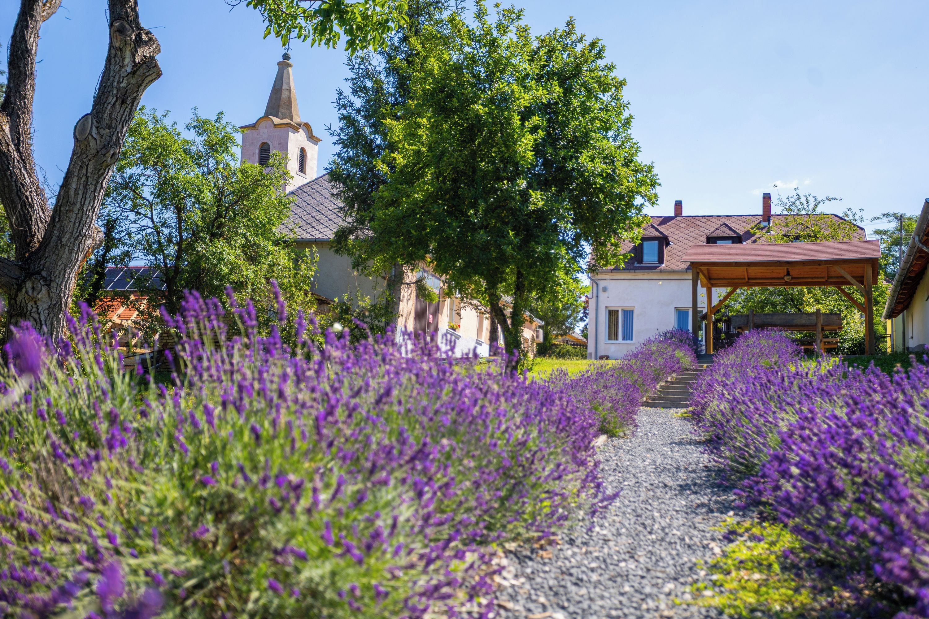 A pathway lined with purple flowers leading to a building with a white facade and a red roof.