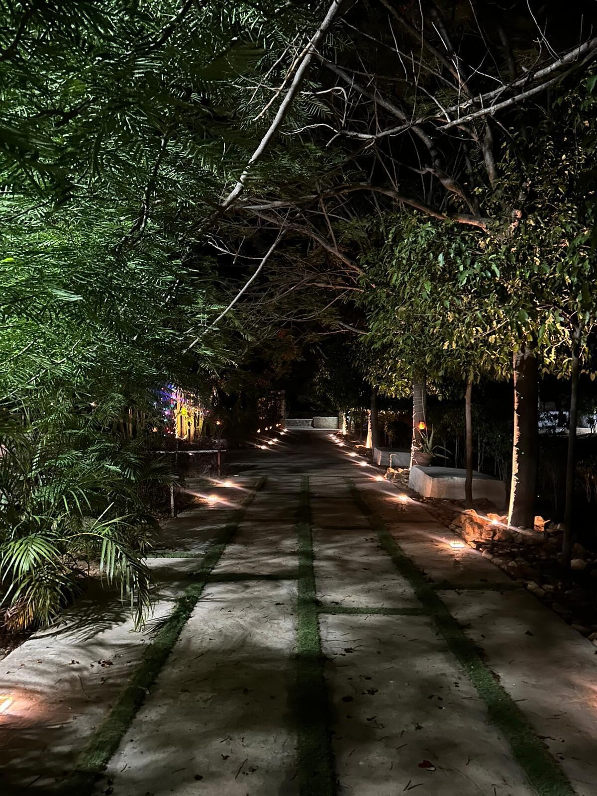 Un sendero bordeado de árboles, iluminado con luces colgantes, que conduce a una estructura con un arco decorativo.