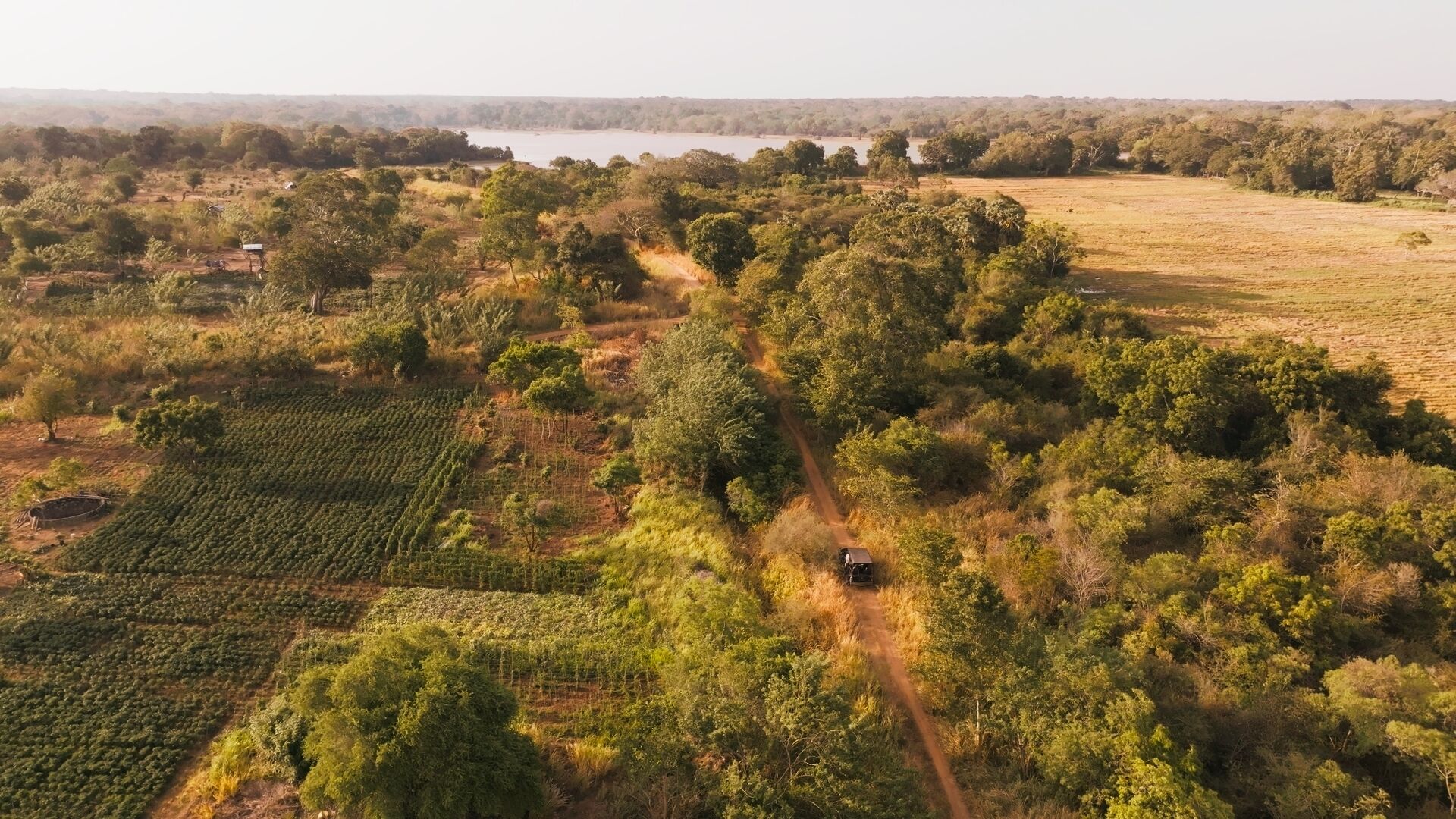 Safari