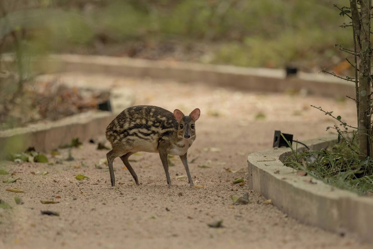 Un animalito moteado en un sendero de tierra con vegetación y una barrera de concreto.
