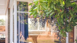Un edificio de ladrillo con puerta y ventanas de vidrio, un árbol con hojas verdes y bayas, y una vista despejada del exterior.