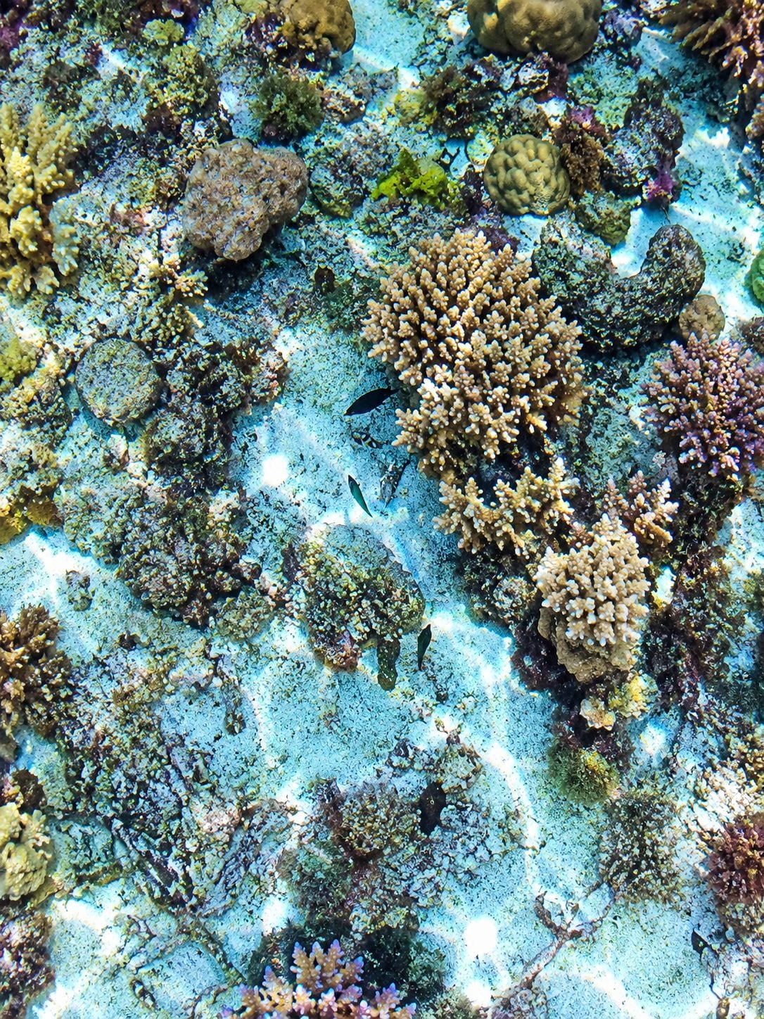 Un arrecife de coral con diversos tipos de corales y vida marina.