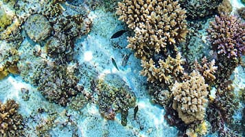 Un arrecife de coral con diversos tipos de corales y vida marina.