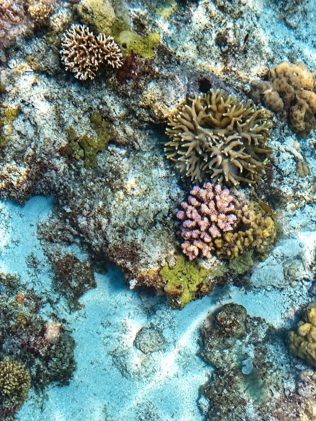 A coral reef with various types of coral formations.
