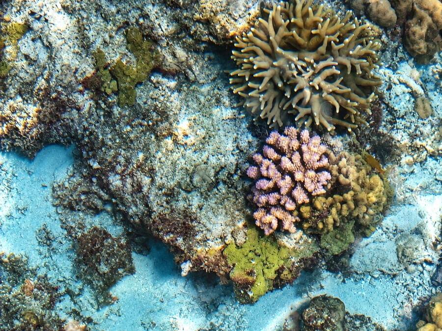 A coral reef with various types of coral formations.