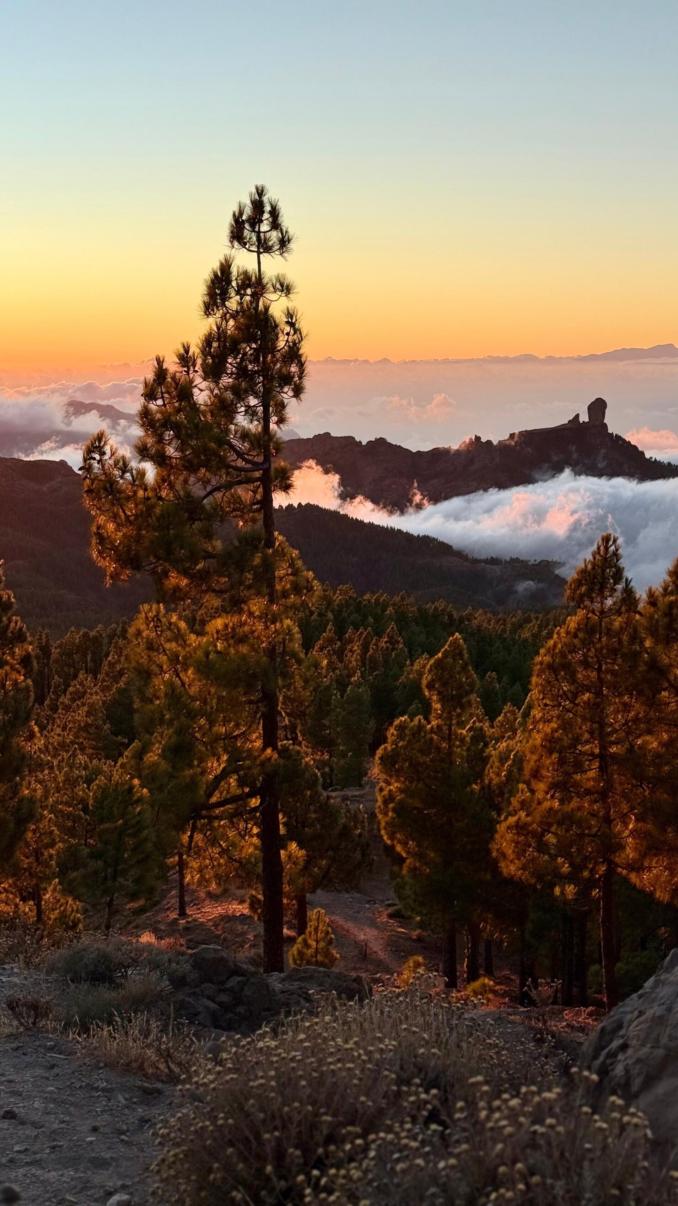 A mountainous landscape with pine trees and a clear sky.