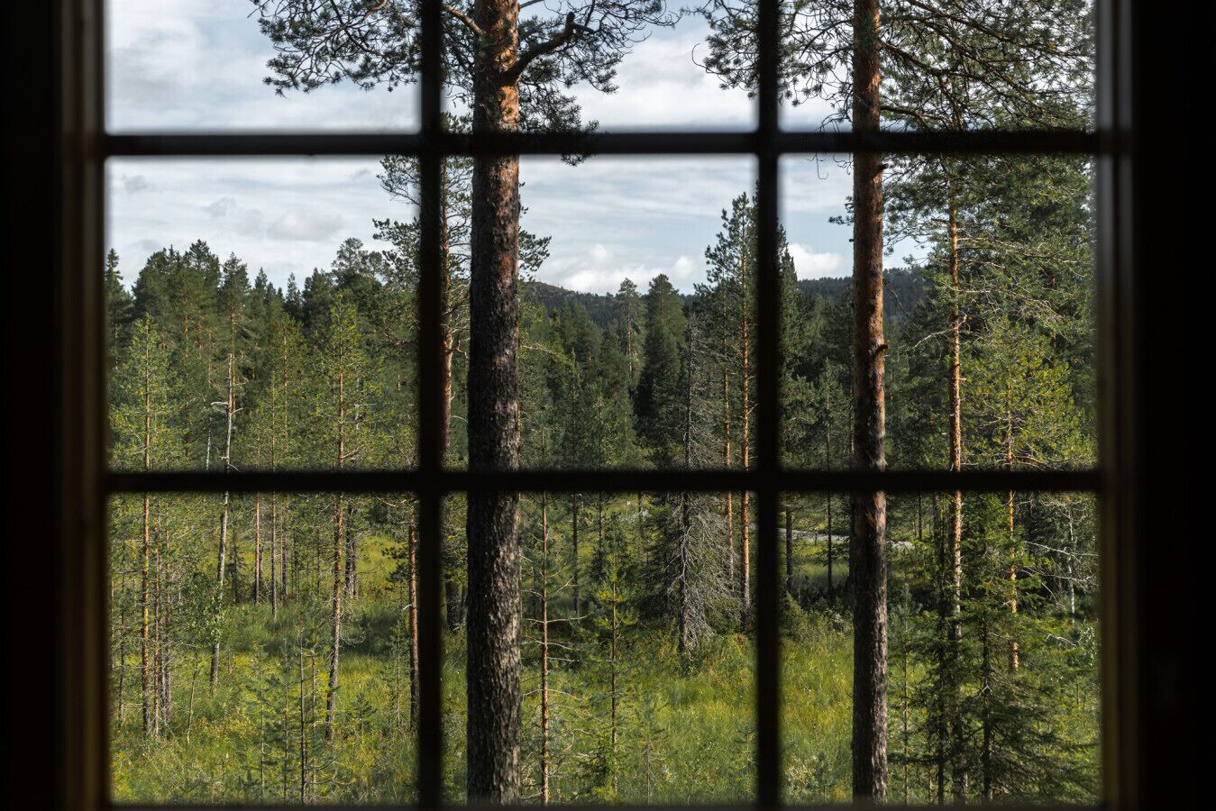Une fenêtre à carreaux, à travers laquelle on aperçoit une forêt dense et un ciel nuageux.
