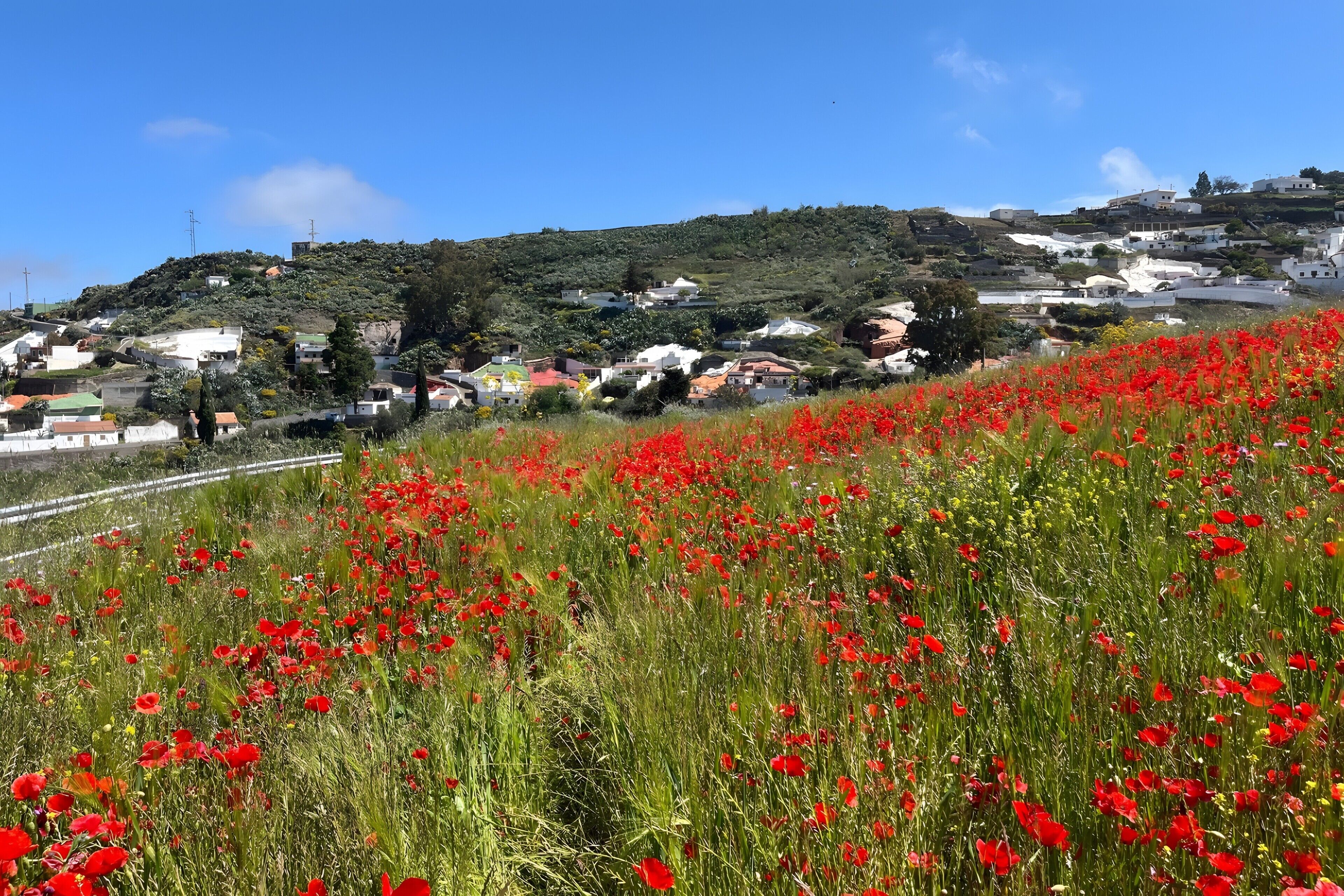 A hillside with white buildings and a field of red flowers.