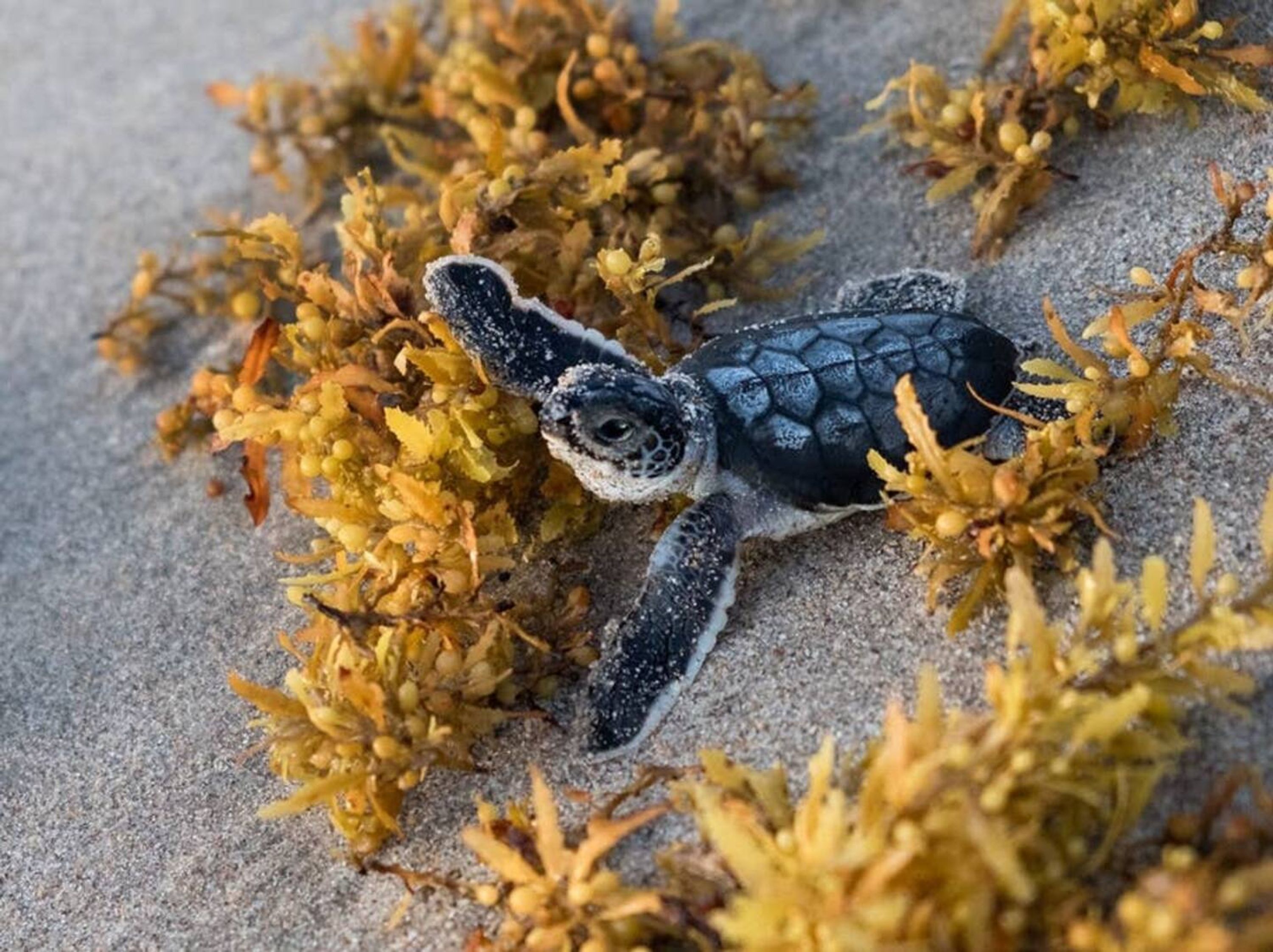 Eine kleine Meeresschildkröte am sandigen Strand, umgeben von Seegras.