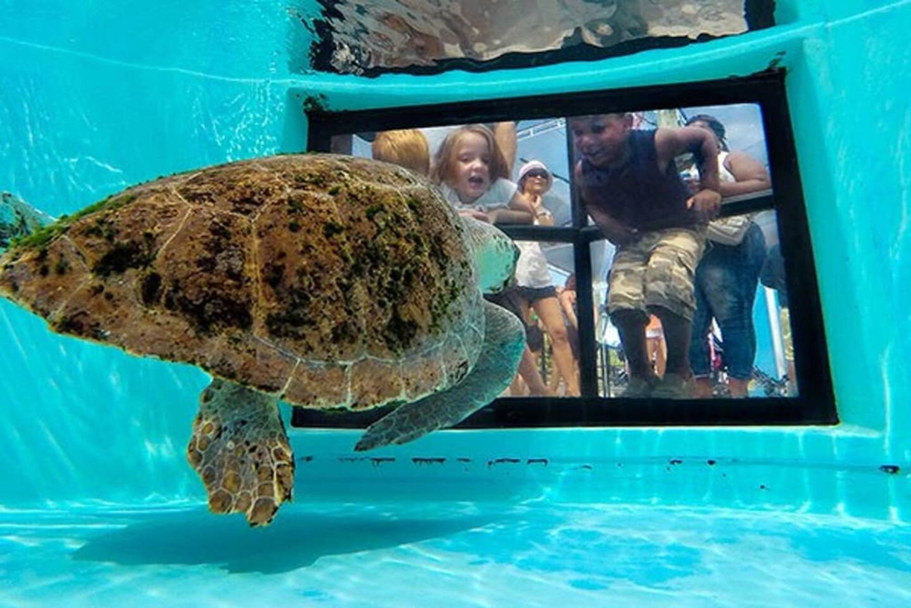 A turtle swimming in a clear blue pool with a window in the background.