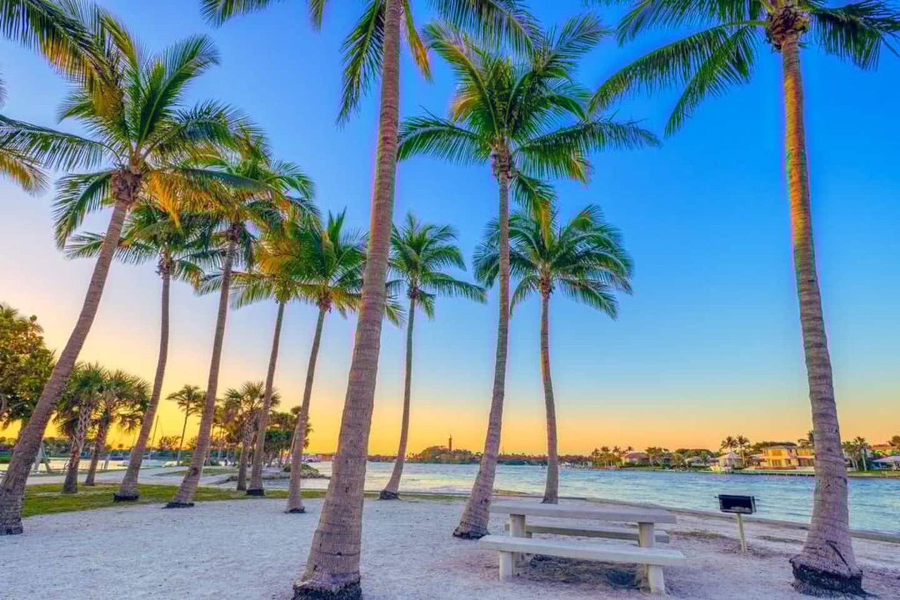Ein Strand mit Palmen und einer Bank.