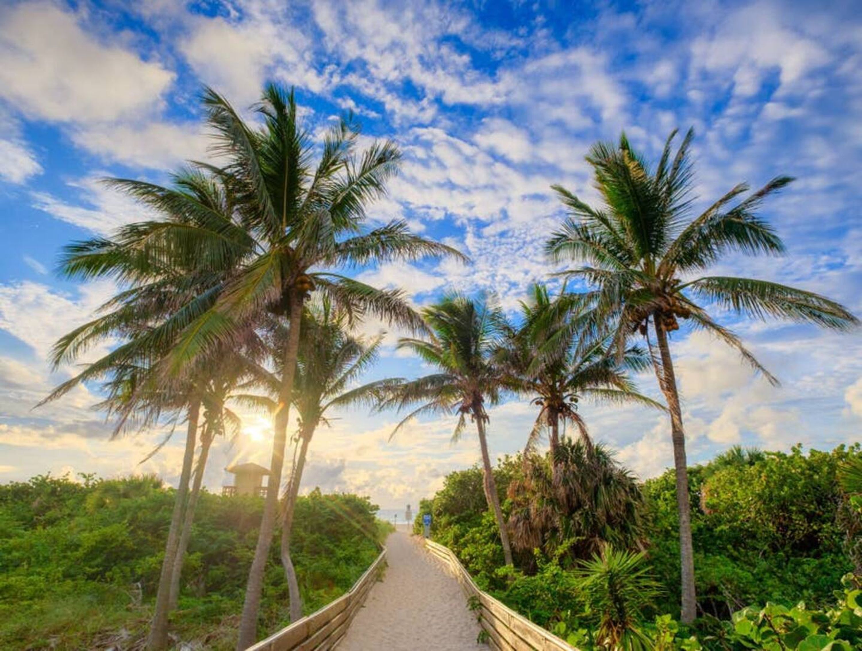 A pathway lined with palm trees and dense greenery, leading towards a structure in the distance.