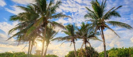 A pathway lined with palm trees and dense greenery, leading towards a structure in the distance.