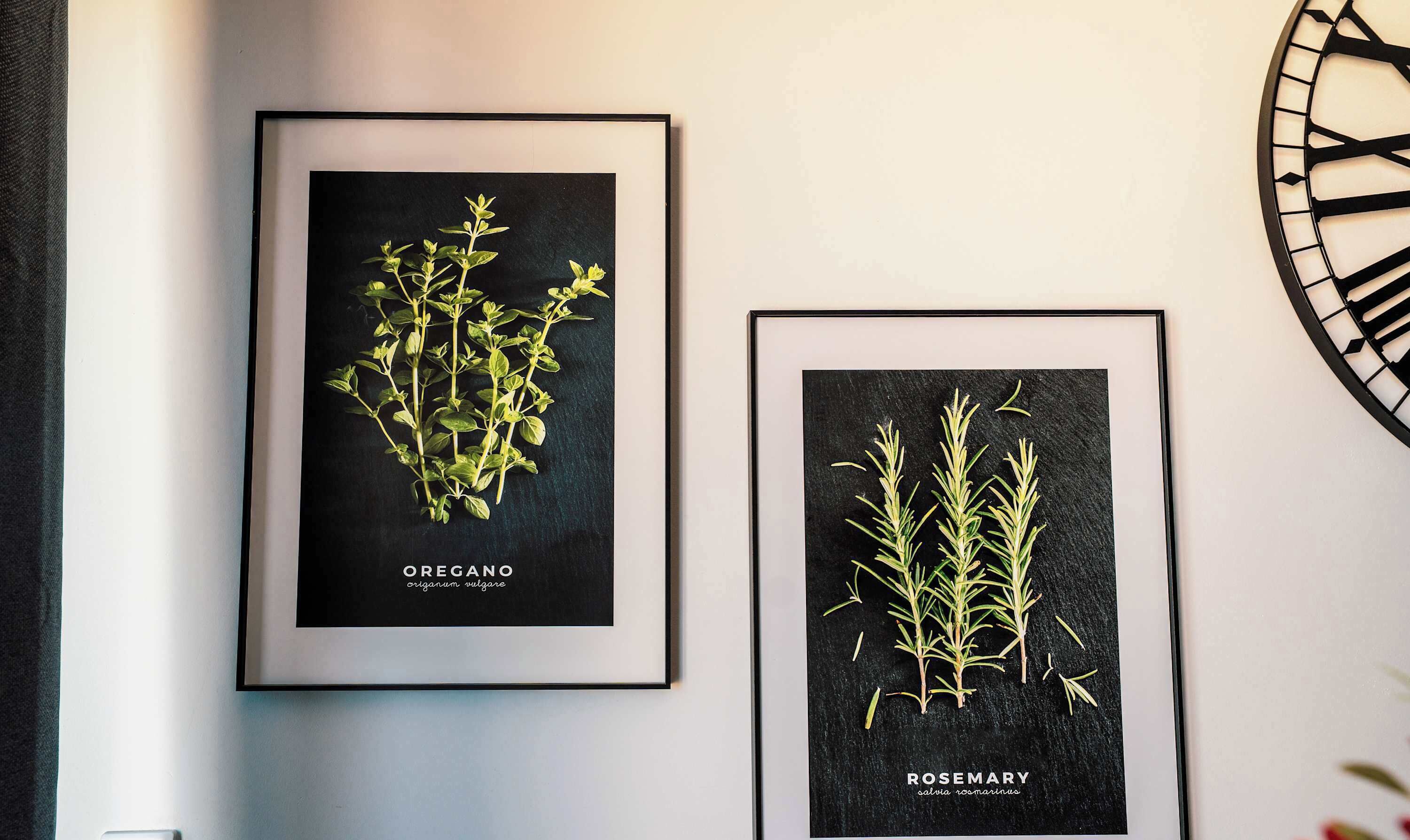 Two framed botanical illustrations of oregano and rosemary on a wall.
