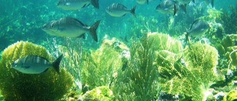 An underwater scene with various fish and coral formations.