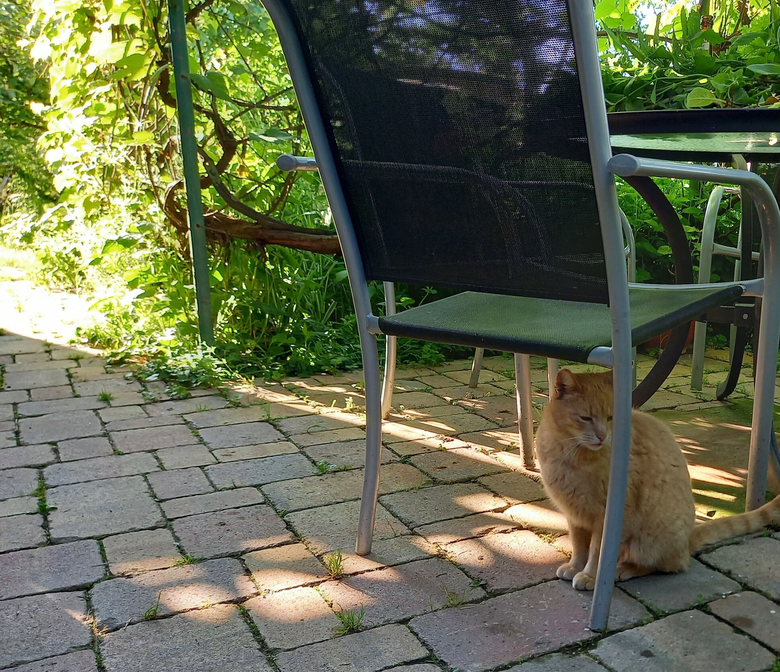 Un gato sentado debajo de una silla en un patio empedrado, con follaje al fondo.