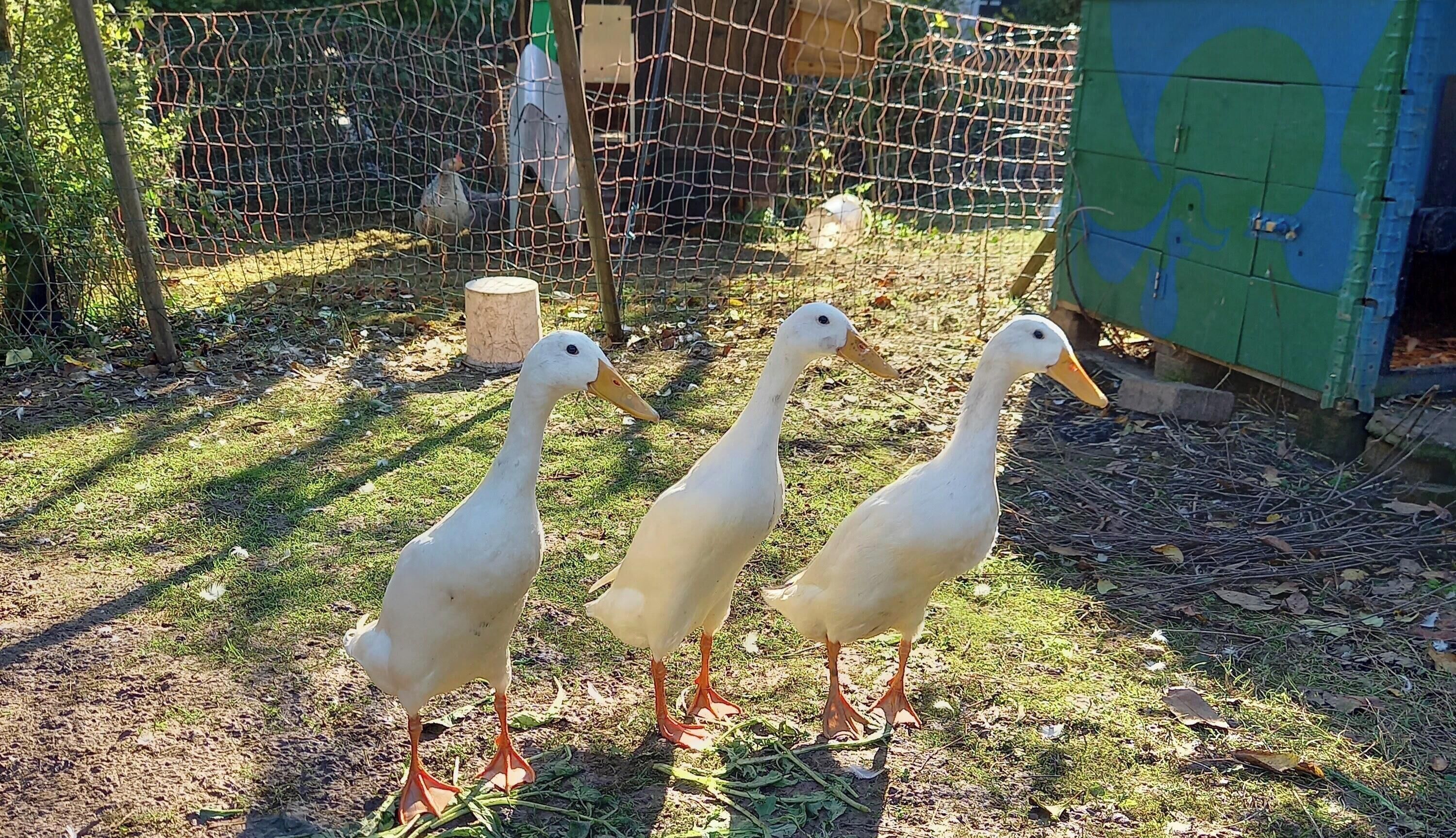 Drei weiße Enten stehen auf Gras in einem umzäunten Bereich, im Hintergrund eine grüne Struktur.