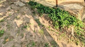 Un espace extérieur abrité, avec une table et des chaises, entouré d’arbres et d’un jardin.