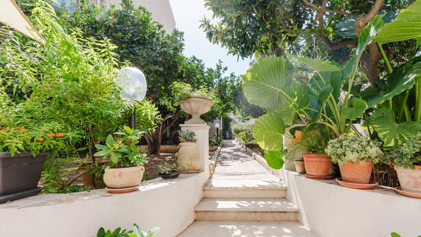 A pathway flanked by potted plants leading to a building entrance.