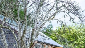 A modern house with a glass door, surrounded by a garden with a bench and a pathway. - Oak Cottage & Hot Tub, Loch Tay (Perth and Kinross)