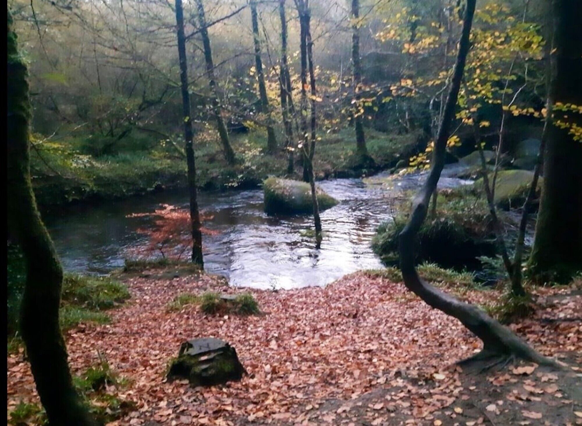 Une zone boisée avec un ruisseau, des feuilles mortes et un rocher.