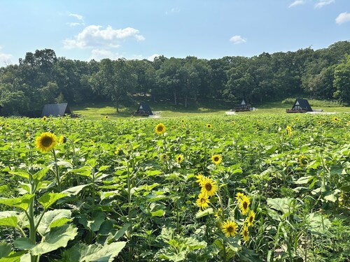 Cabin 2: Discover our good nature at The Wildflower