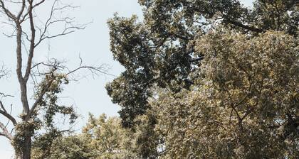 Cabin 3: Escape to Enchantment, Aframe Glamping at The Wildflower.