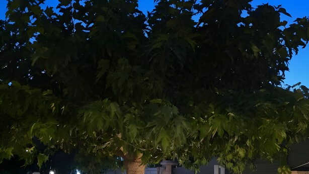 An outdoor seating area with a tree, stone wall, and two white chairs. - Villa Ada - Apartment 'Simona' with Private Terrace, Wi-Fi and Air Conditioning (Selva di Fasano)