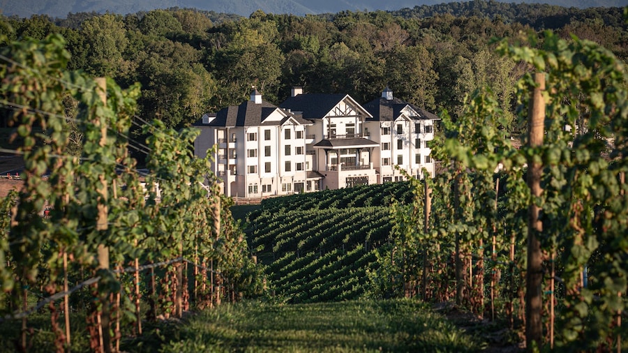 Nicewonder Farm & Vineyard