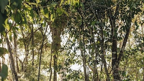 Un chemin menant à un bâtiment entouré d’arbres.