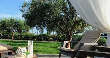 The court of the olive trees - 1