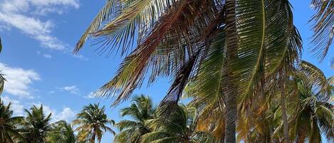 Playa