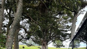 Un camino de grava que lleva a un campo verde con una valla y árboles.