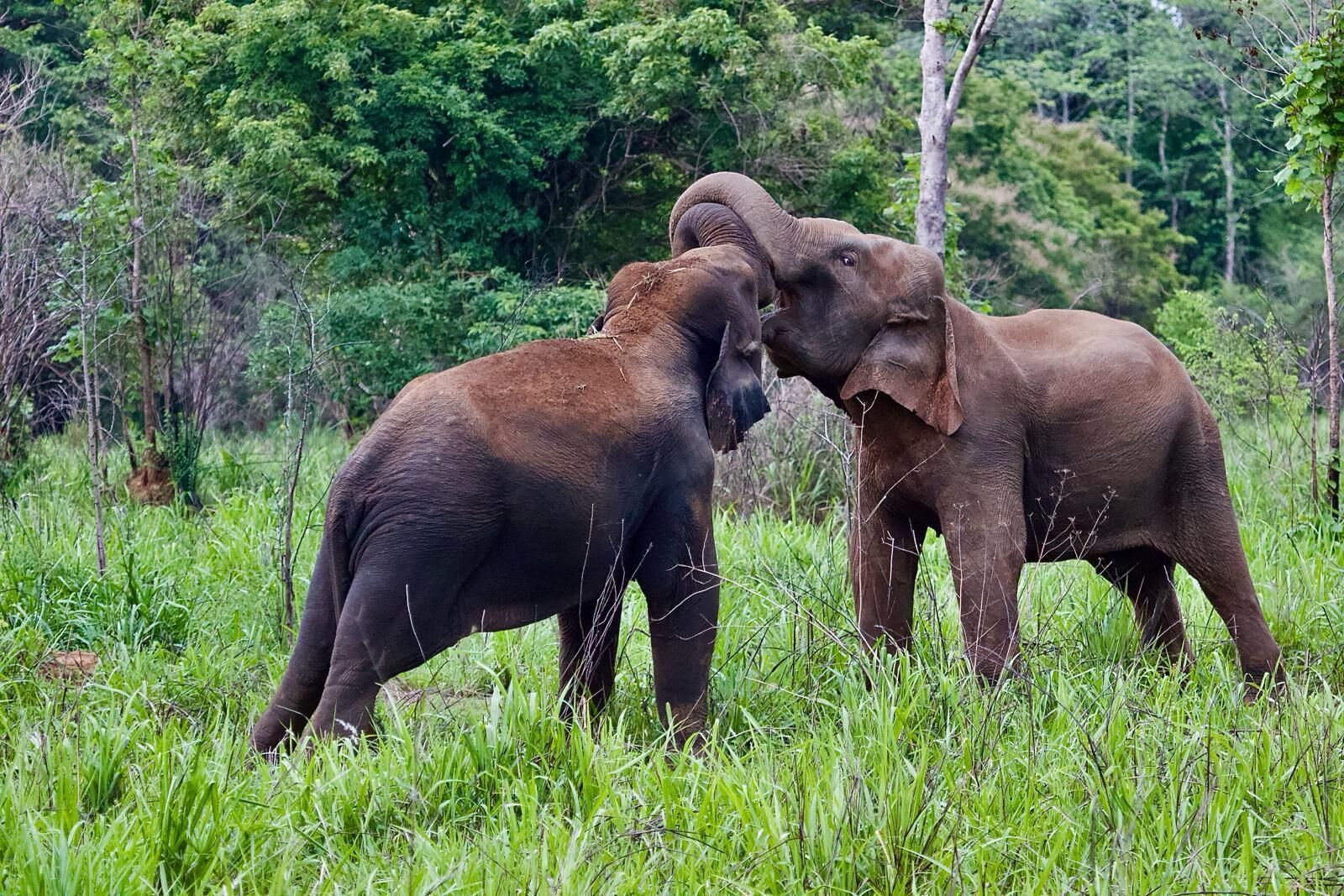 Deluxe Double Room, Balcony, Garden View | Miscellaneous