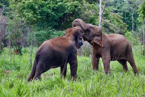 Deluxe-Doppelzimmer, Balkon, Gartenblick | Verschiedenes
