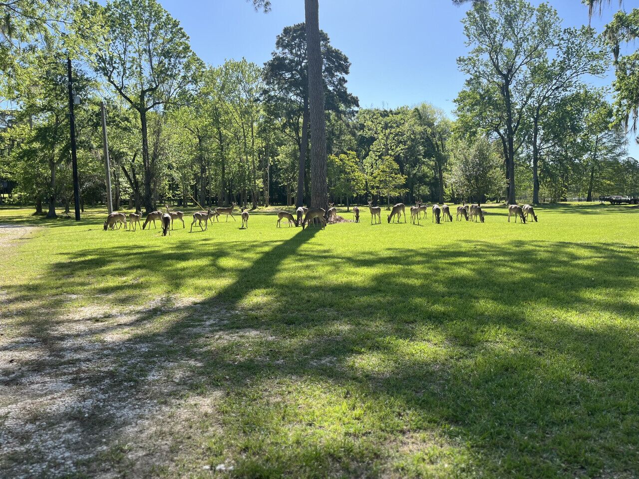 A park with a grassy area and trees.