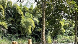 Een natuurlijke omgeving met een rivier, twee bamboestructuren en weelderige begroeiing.