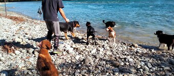 BIG DOGS Homestay