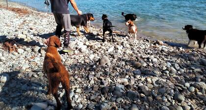 BIG DOGS Homestay